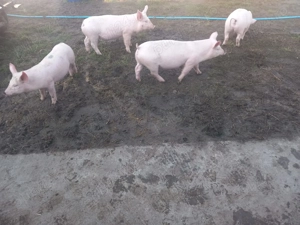 Purcei de vanzare  - imagine 2