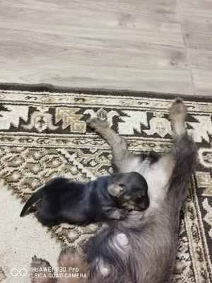 Vand catel teckel pitic