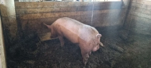 Vier   vierut pentru reproducție  - imagine 4