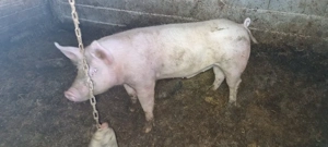 Vier   vierut pentru reproducție  - imagine 2