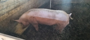 Vier   vierut pentru reproducție  - imagine 3