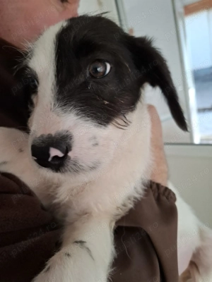 Donez 2 catei talie medie, 4 luni - imagine 2