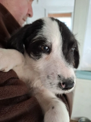 Donez 2 catei talie medie, 4 luni - imagine 3