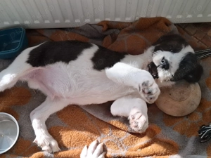 Donez 2 catei talie medie, 4 luni - imagine 5