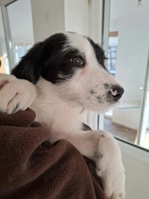 Donez 2 catei talie medie, 4 luni - imagine 4