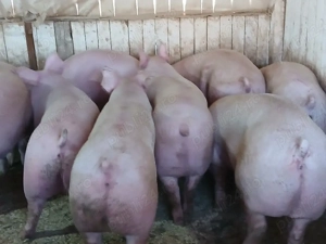 porci de carne  - imagine 4