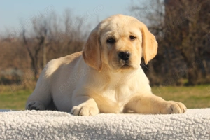 catei labrador calitate deosebita