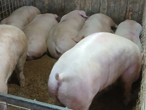 porci de carne  - imagine 2