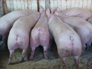 porci de carne  - imagine 4