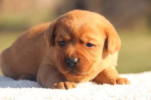 catei labrador foxred cu pedigree