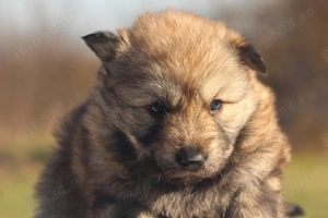  catei lup cehoslovac