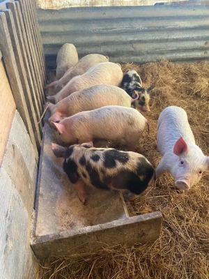 De vanzare9  purcei  landras - imagine 3