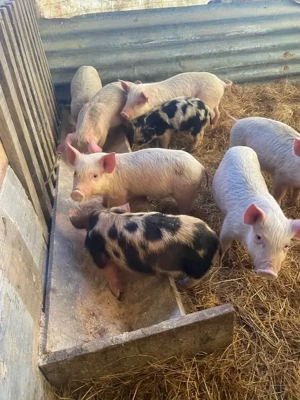 De vanzare9  purcei  landras - imagine 4