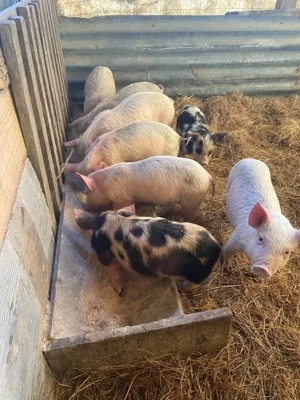 De vanzare9  purcei  landras - imagine 5