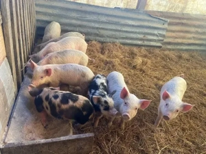 De vanzare9  purcei  landras - imagine 2