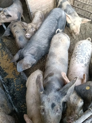 Vand Purcei - imagine 3