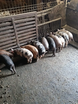 Vand Purcei - imagine 4