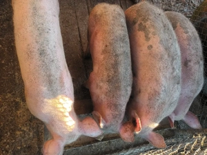 porci 70-80kg - imagine 2