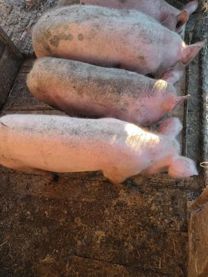 porci 70-80kg - imagine 3