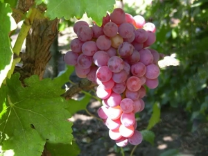 butasi de vita de vie de anul 2 și de anul 3