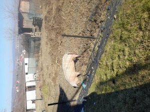 Vand porci crescut naturali  - imagine 3