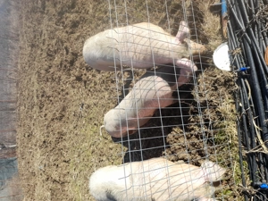 Vand porci crescut naturali  - imagine 5