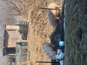 Vand porci crescut naturali 