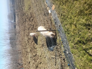 Vand porci crescut naturali  - imagine 4