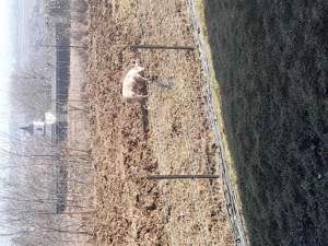 Vand porci crescut naturali  - imagine 2