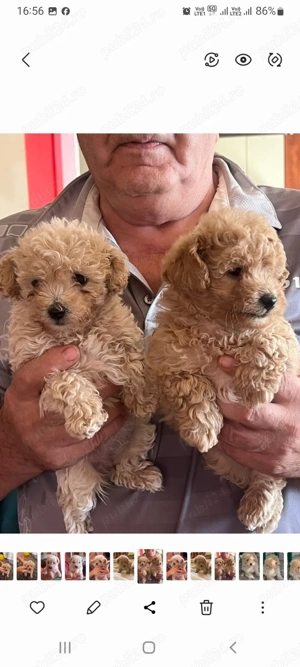 Puiuț de pudel toy crem - imagine 2