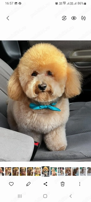 Puiuț de pudel caniș toy - imagine 5