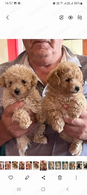 Puiuț de pudel toy crem - imagine 3