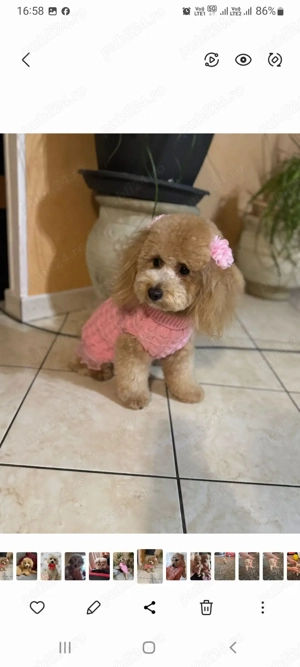 Puiuț de pudel toy crem - imagine 5