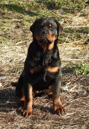 Pui Rottweiler cu pedigree - imagine 2