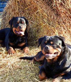 Pui Rottweiler cu pedigree - imagine 3