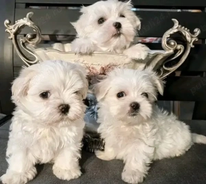 Bichoni maltezi mini toy 
