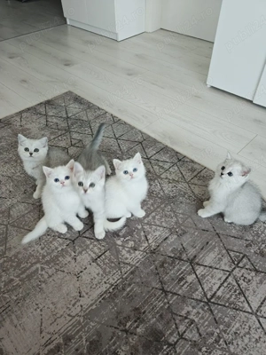 Puiuți british shorthair white și chinchila silver