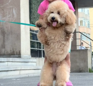 Puiuț de pudel caniș toy - imagine 4