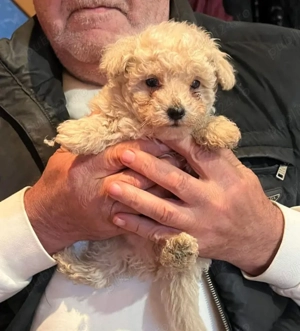 Puiuț de pudel caniș toy - imagine 3