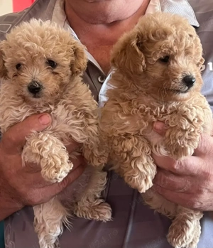 Puiuț de pudel caniș toy - imagine 2