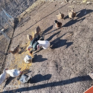 vand rațe romanesti si lesesti - imagine 3