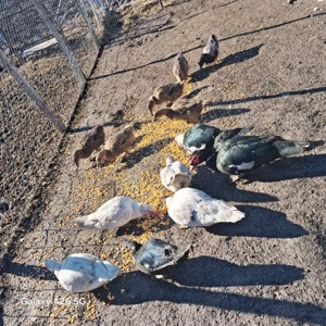 vand rațe romanesti si lesesti - imagine 4