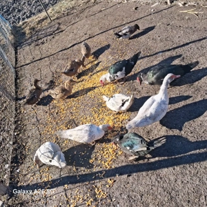 vand rațe romanesti si lesesti - imagine 2