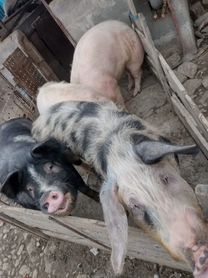 Vând porci  - imagine 3