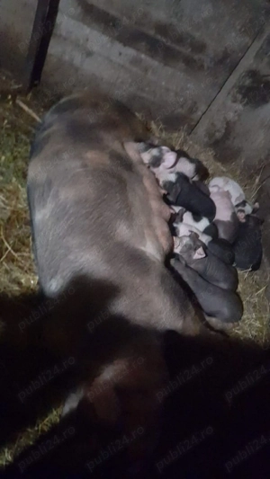 vând scroafa la a 2 fătare - imagine 2