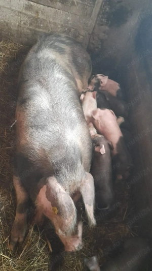 vând scroafa la a 2 fătare - imagine 4