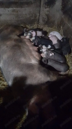 vând scroafa la a 2 fătare - imagine 3