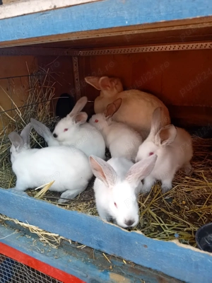 Vand puiet ut cu panonia - imagine 2