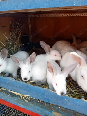 Vand puiet ut cu panonia - imagine 3