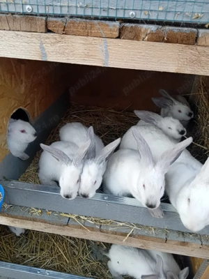 Vand puiet ut cu panonia - imagine 5